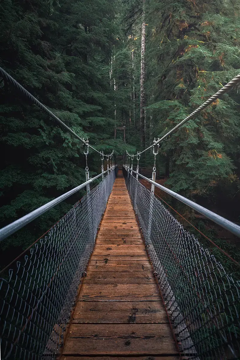 brug in bosgebied